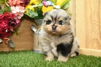 Keaton, a male Pomeranian for sale in Arthur, IL – 1 of 7