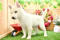 Dean, a male Pomsky for sale in Arthur, IL – 5 of 8