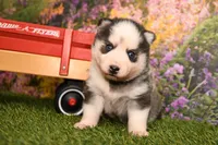 Adam, a male Pomsky for sale in Arthur, IL – 4 of 7