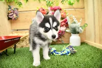 Elliot, a male Pomsky for sale in Arthur, IL – 4 of 10