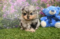 Keaton, a male Pomeranian for sale in Arthur, IL – 5 of 7