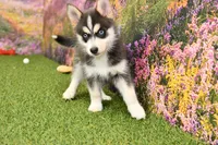 Emmett, a male Pomsky for sale in Arthur, IL – 4 of 6