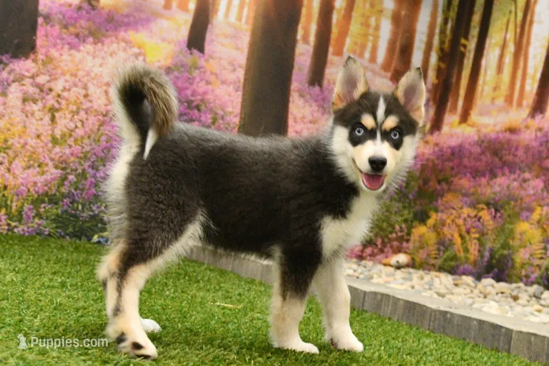 Emmett – Pomsky puppy for sale in Arthur, IL