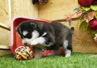 Elsie, a female Pomsky for sale in Arthur, IL – 6 of 8