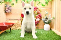 Dean, a male Pomsky for sale in Arthur, IL – 3 of 8