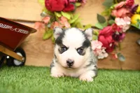 Abel, a male Pomsky for sale in Arthur, IL – 2 of 7