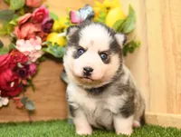 Adam, a male Pomsky for sale in Arthur, IL – 2 of 7