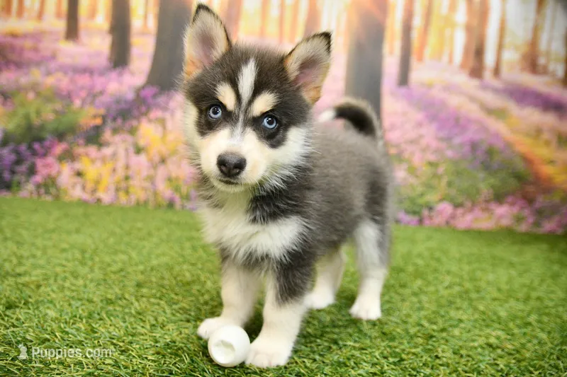 Emmett – Pomsky puppy for sale in Arthur, IL