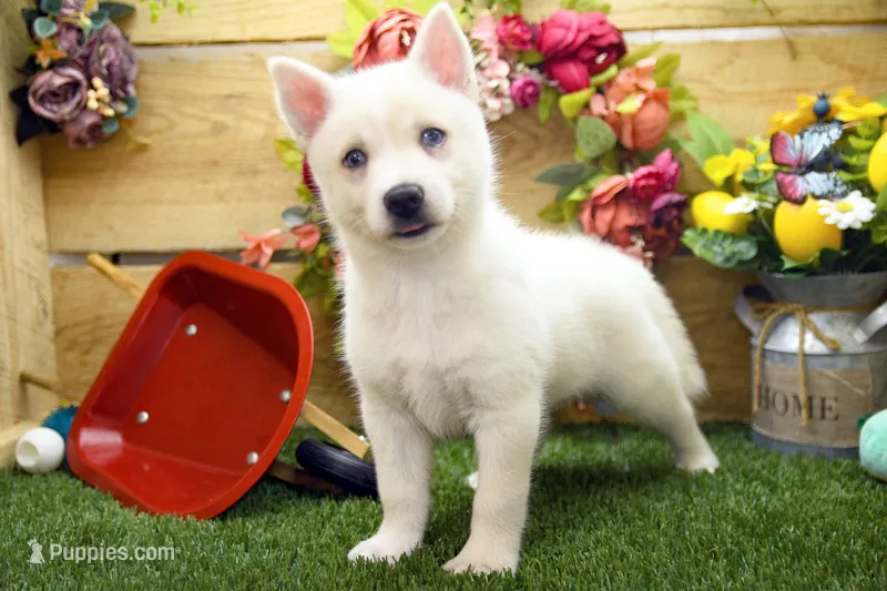 Dean – Pomsky puppy for sale in Arthur, IL
