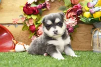 Enzo, a male Pomsky for sale in Arthur, IL – 2 of 9