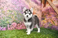 Elliot, a male Pomsky for sale in Arthur, IL – 5 of 10