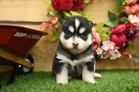 Abby, a female Pomsky for sale in Arthur, IL – 5 of 8