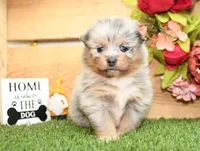 Rosie, a female Pomeranian for sale in Arthur, IL – 4 of 6