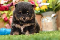 Georgia, a female Pomeranian for sale in Arthur, IL – 7 of 9