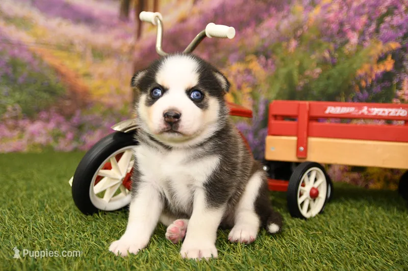 Bear – Miniature Bernedoodle puppy for sale in Arthur, IL