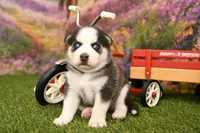 Bear, a male Miniature Bernedoodle for sale in Arthur, IL – 1 of 8