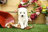 Erik, a male Pomsky for sale in Arthur, IL – 4 of 7