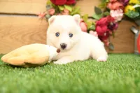 Della, a male Pomsky for sale in Arthur, IL – 4 of 9