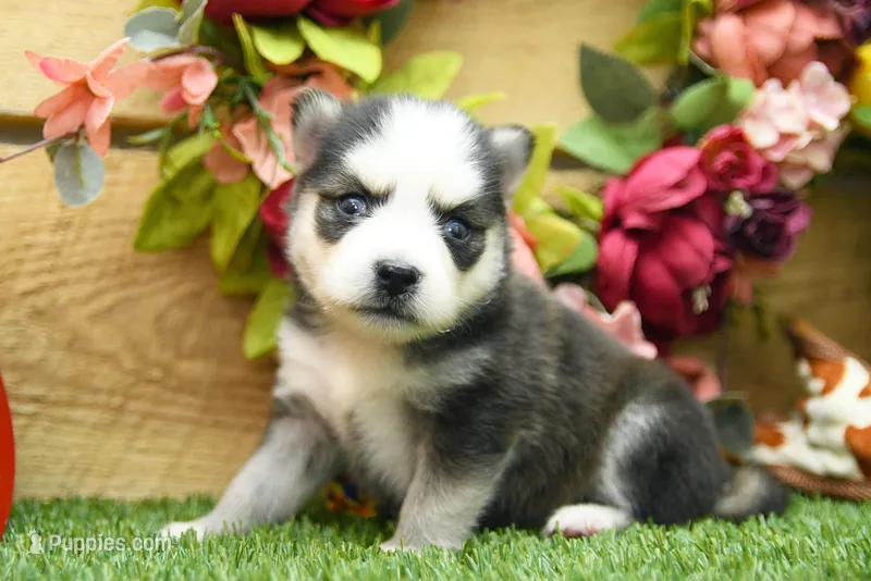 Eve – Pomsky puppy for sale in Arthur, IL
