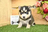 Rylan, a male Pomsky for sale in Arthur, IL – Photo 3 of 7