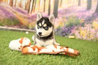 Rylan, a male Pomsky for sale in Arthur, IL – 2 of 6