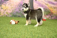 Rylan, a male Pomsky for sale in Arthur, IL – 4 of 6