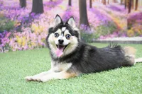 Rylan, a male Pomsky for sale in Arthur, IL – Photo 6 of 7