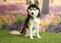 Rylan, a male Pomsky for sale in Arthur, IL – Photo 7 of 7