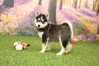 Rylan, a male Pomsky for sale in Arthur, IL – 1 of 6