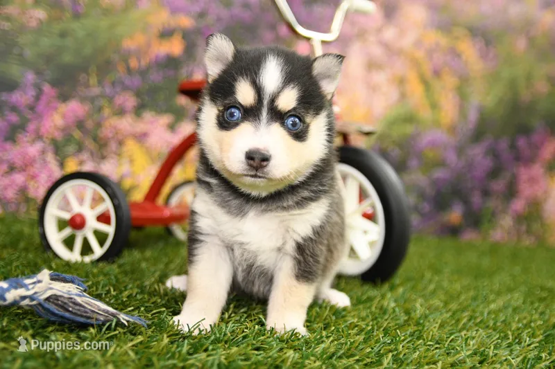 Rylan – Pomsky puppy for sale in Arthur, IL