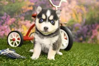Rylan, a male Pomsky for sale in Arthur, IL – Photo 1 of 7