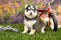 Rylan, a male Pomsky for sale in Arthur, IL – Photo 2 of 7