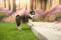 Rylan, a male Pomsky for sale in Arthur, IL – 3 of 6