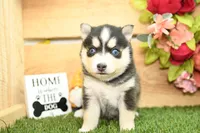 Rylan, a male Pomsky for sale in Arthur, IL – Photo 5 of 7
