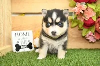 Rylan, a male Pomsky for sale in Arthur, IL – Photo 4 of 7