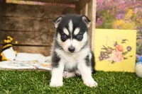 Sully, a male Pomsky for sale in Arthur, IL – 6 of 9
