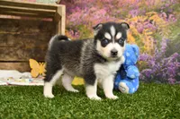 Sully, a male Pomsky for sale in Arthur, IL – 2 of 9