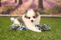 Hannah, a female Pomeranian for sale in Arthur, IL – Photo 4 of 6