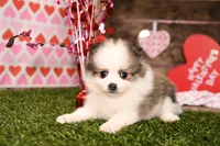 Hannah, a female Pomeranian for sale in Arthur, IL – Photo 1 of 6
