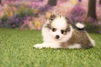 Hannah, a female Pomeranian for sale in Arthur, IL – Photo 3 of 6