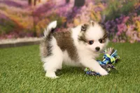 Hannah, a female Pomeranian for sale in Arthur, IL – Photo 2 of 6