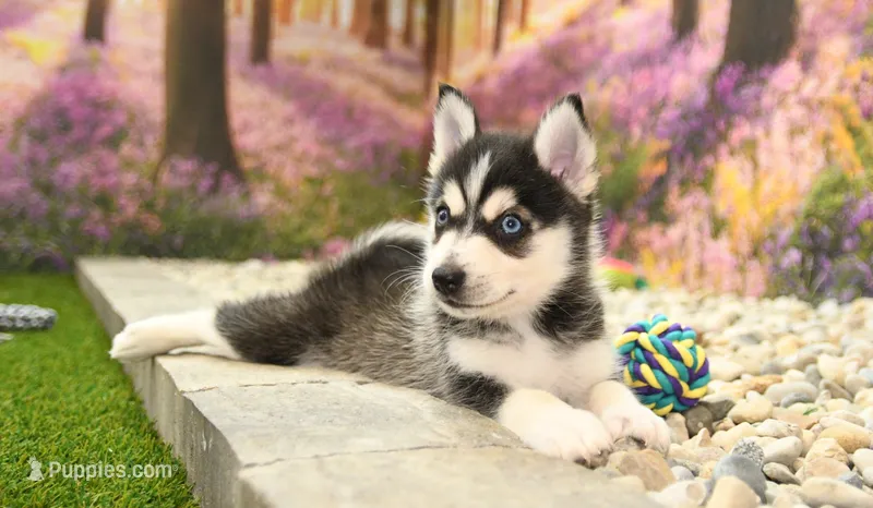 Sully – Pomsky puppy for sale in Arthur, IL