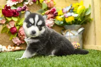 Elliot, a male Pomsky for sale in Arthur, IL – 6 of 8