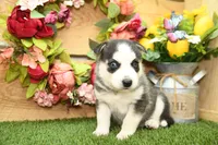 Sadie, a female Pomsky for sale in Arthur, IL – 3 of 8
