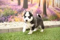 processed/437974a7-a463-427c-8264-8e668b295d69/listing/4f4a7dbc-3dc0-42ec-9f8b-fea91c39d9ee/96376986-d49f-47bc-916c-7e03c6e9f6c1