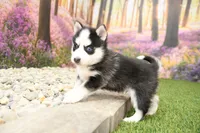 processed/437974a7-a463-427c-8264-8e668b295d69/listing/4f4a7dbc-3dc0-42ec-9f8b-fea91c39d9ee/ff786020-0051-4567-9079-8f8b0acc45bc