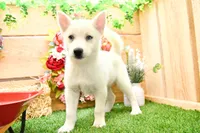 Dean, a male Pomsky for sale in Arthur, IL – 2 of 8