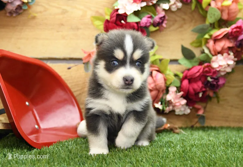 Emmett – Pomsky puppy for sale in Arthur, IL
