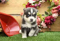 Emmett, a male Pomsky for sale in Arthur, IL – 1 of 9