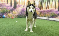 Erik, a male Pomsky for sale in Arthur, IL – 7 of 7